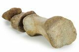 Composite Fossil Hadrosaur Toe (II - , & ) - Montana #352098-3